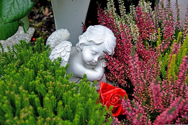 Bild: Engel Rose Erikapflanzen