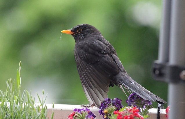 Bild: Amsel