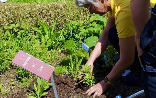 Bild: Schild "Heilpflanze des Jahres"; Pflanze, Frau in gelben Shirt setzt die Pflanze