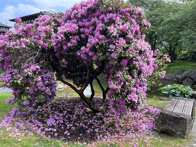 Bild: Rhododendron in Japanischen garten in Bad Langensalza