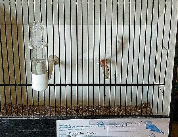 Bild: Vogelausstellung in Sondershausen