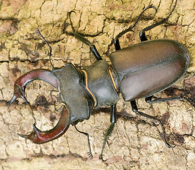 Bild: Hirschk&auml;fer - M&auml;nnchen
