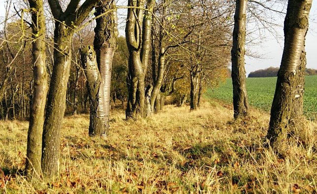 Bild: Kommt er nun bald - der Fr&uuml;hling?