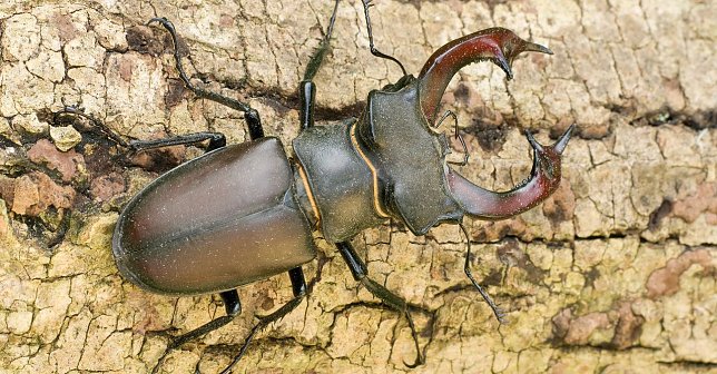 Bild: Hirschk&auml;fer