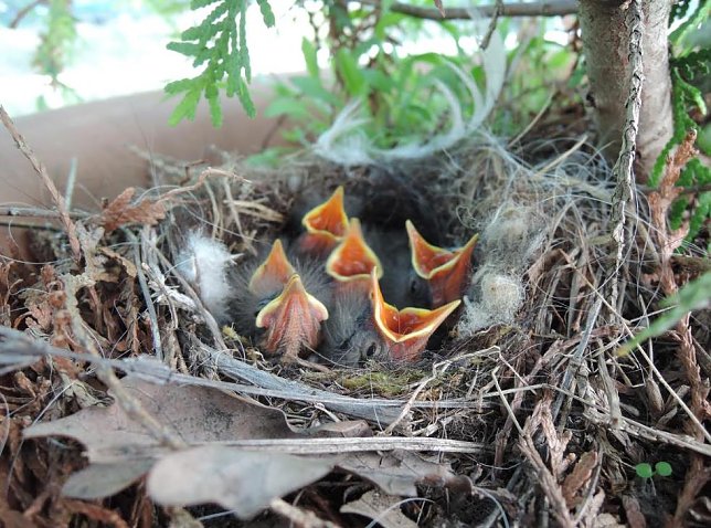 Bild: Nest mit Jungv&ouml;geln