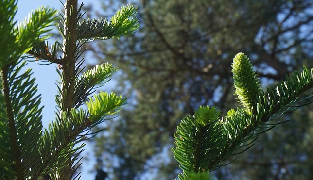 Bild: Objekt forstlicher Begierde: Wei&szlig;tannensamen. Auf sieben Dauerbeobachtungsfl&auml;chen werden k&uuml;nftig heimische und rum&auml;nische Herk&uuml;nfte auf ihre Klimaresilienz hin verglichen