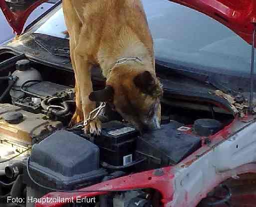Erschnuppert (Foto: Zoll)