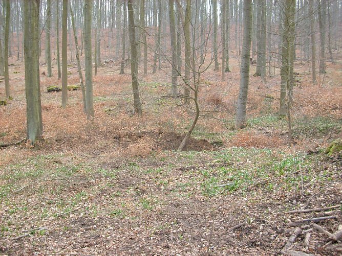 Der Fundort im Wald (Foto: Karl-Heinz Herrmann) Der Fundort im Wald (Foto: Karl-Heinz Herrmann)