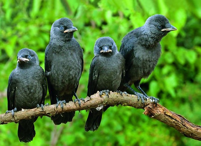 Vogel des nächsten Jahres (Foto: NABU) Vogel des nächsten Jahres (Foto: NABU)
