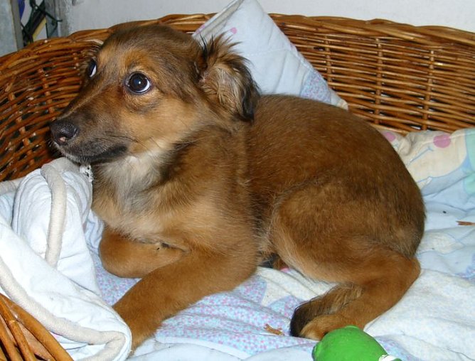 Pepsi (Foto: C. Knust)