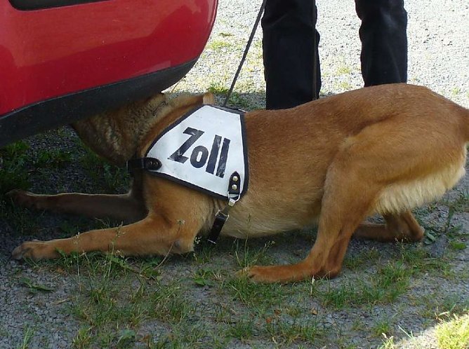 Alice (Foto: Zoll) Alice (Foto: Zoll)