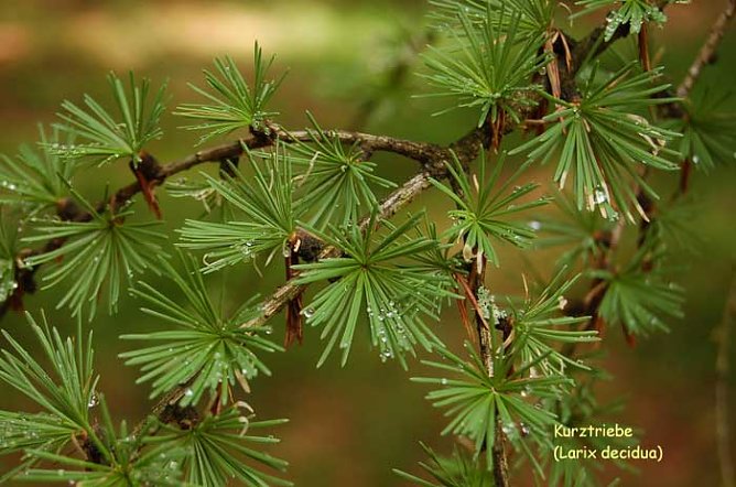 Schönste Lärche suchen! (Foto: Forstamt Oldisleben) Schönste Lärche suchen! (Foto: Forstamt Oldisleben)