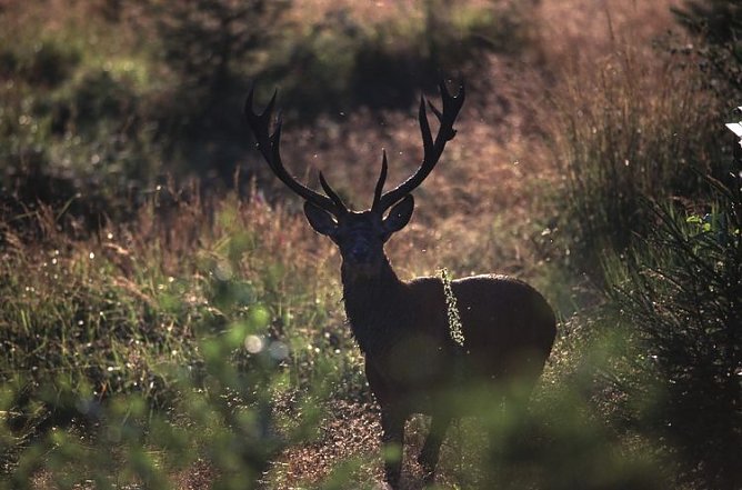 rothirsch (Foto: harz)