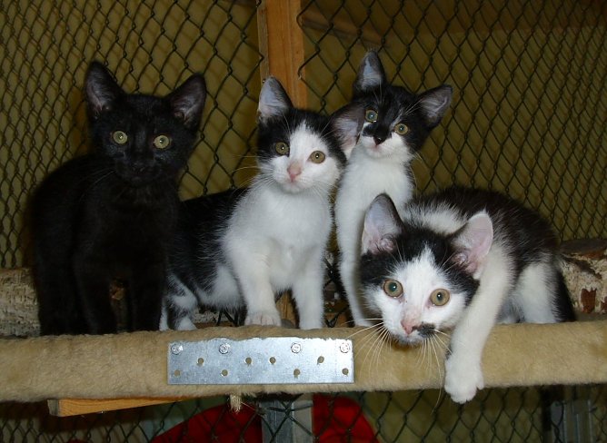 Rasselbande (Foto: C. Knust) Rasselbande (Foto: C. Knust)