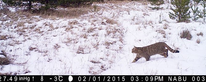 Wildkatze vor der Kamera (Foto: NABU LAG Wolf) Wildkatze vor der Kamera (Foto: NABU LAG Wolf)