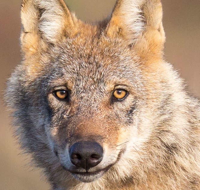 Seit 15 Jahren zur&uuml;ck in Deutschland und zuletzt auch in Th&uuml;ringen wieder gesichtet - der Wolf (Foto: NABU/J&uuml;rgen Borris)