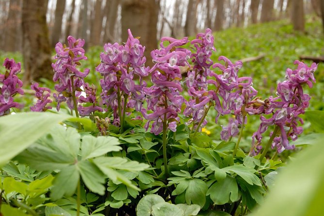 Hohler Lerchensporn (Foto: R. Biehl) Hohler Lerchensporn (Foto: R. Biehl)