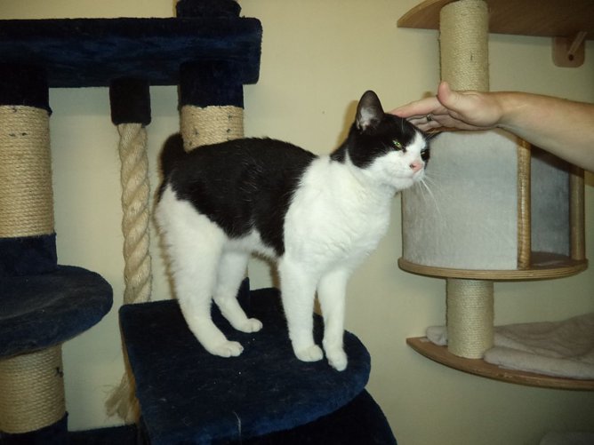 Tier der Woche: Onko (Foto: Tierschutz Nordhausen e.V)