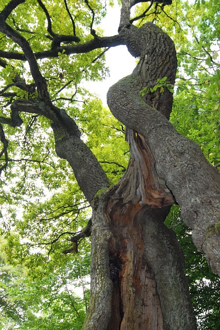Der Betteleiche wird per Gutachten non ein langes Leben prophezeit. (Foto: Foto: M. Heinemann ) Der Betteleiche wird per Gutachten non ein langes Leben prophezeit. (Foto: Foto: M. Heinemann )