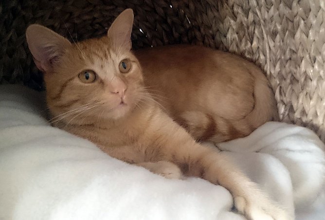 Garfield (Foto: B. Hellrung)