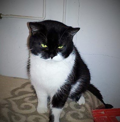 Tier der Woche: Politess (Foto: Birgit Hellrung) Tier der Woche: Politess (Foto: Birgit Hellrung)