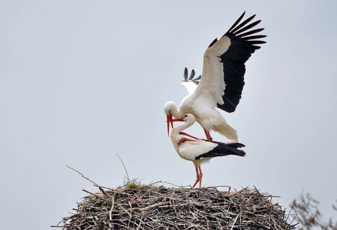 NABU Thüringen zieht Bilanz: 2015 gutes Jahr für Weißstörche (Foto: Klaus Schmidt, NABU Thüringen) NABU Thüringen zieht Bilanz: 2015 gutes Jahr für Weißstörche (Foto: Klaus Schmidt, NABU Thüringen)