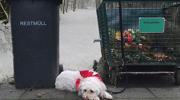 Tiere sind keine Weihnachtsgeschenke (Foto: Tierschutzbund)