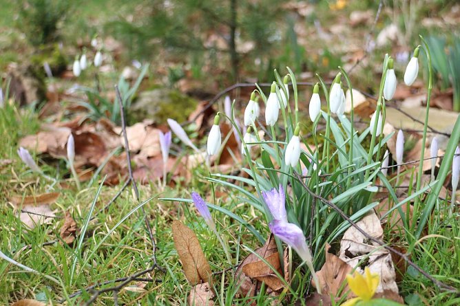 Vorfr&uuml;hling seit Dezember - die Wetterlage aus Pflanzensicht (Foto: Angelo Glashagel)