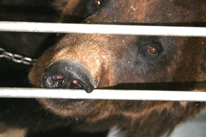 B&auml;r Ben (Foto: R&uuml;diger Schmiedel)
