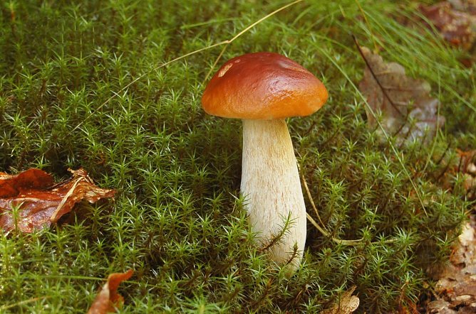 Steinpilz (Foto: Andreas Knoll) Steinpilz (Foto: Andreas Knoll)