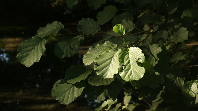 Wetterbild (Foto: Angelo Glashagel)