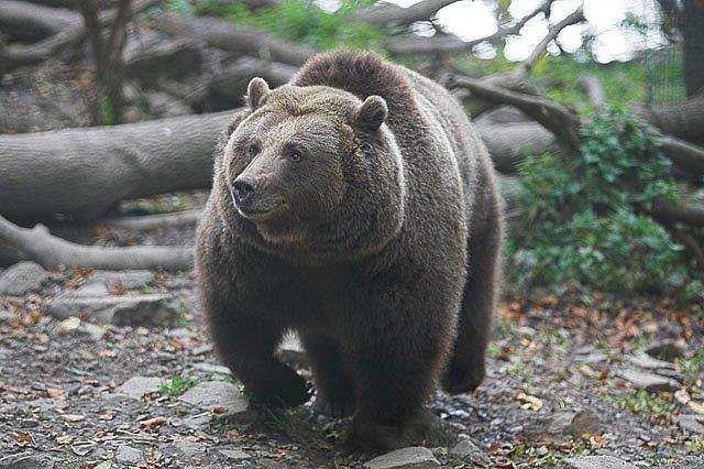B&auml;rin Maika (Foto: B&auml;renpark)