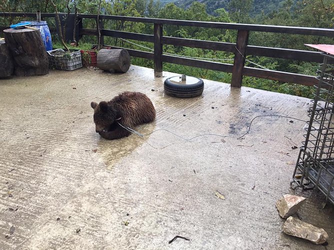 Restaurant-Bär (Foto: Stiftung für Bären) Restaurant-Bär (Foto: Stiftung für Bären)