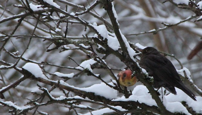 Am kommenden Wochenende schl&auml;gt wieder die Stunde der Winterv&ouml;gel (Foto: Angelo Glashagel)