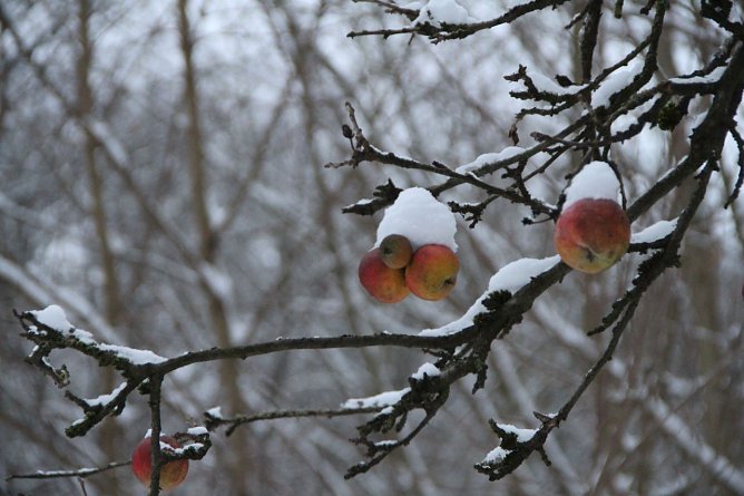Wetter-Bild (Foto: nnz)