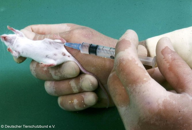Maus im Tierversuch (Foto: Deutscher Tierschutzbund)