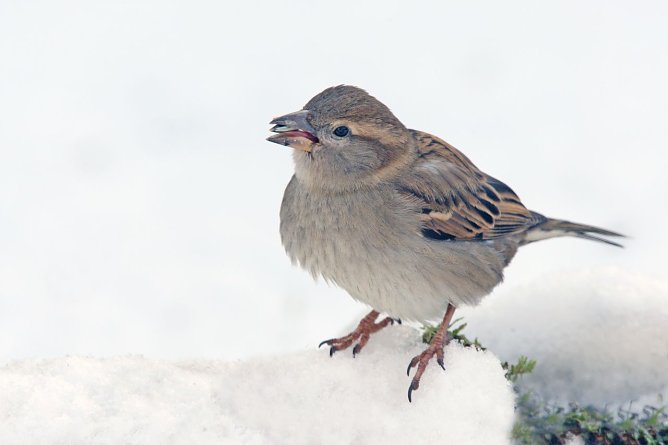 Er ist der Dominator: Der Haussperling (Foto: NABU/Frank Derer)