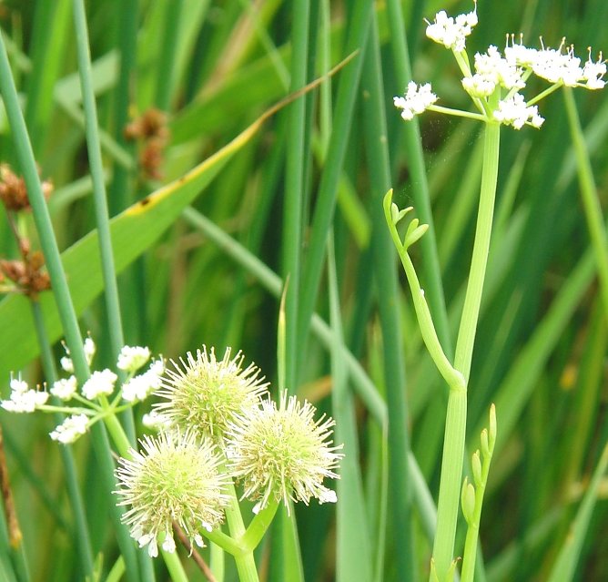 Ein naher Verwandter des Schierlings-Wasserfenchels (Oenanthe conioides) ist der R&ouml;hrige Wasserfenchel (Oenanthe fistulosa). Er ist in Th&uuml;ringen vom Aussterben bedroht und hat im NSG Schlossberg-Solwiesen am Kyffh&auml;user einen seiner letzten Wuchsorte. Die sehr giftige Art wurde einst zwecks Beseitigung unliebsamer  Zeitgenossen in manchen Regionen gesch&auml;tzt. (11.7.2010, NSG Schlossberg-Solwiesen) (Foto: Bodo Schwarzberg)