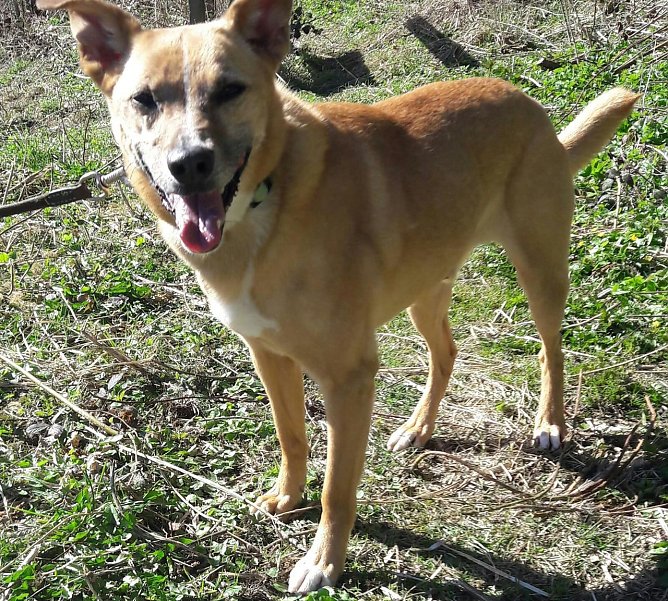 Bobby (Foto: Tierheim Nordhausen)