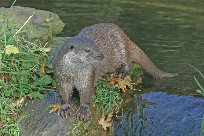 Fischotter geh&ouml;ren nicht ins Jagdgesetz (Foto: NABU M. Wolta)
