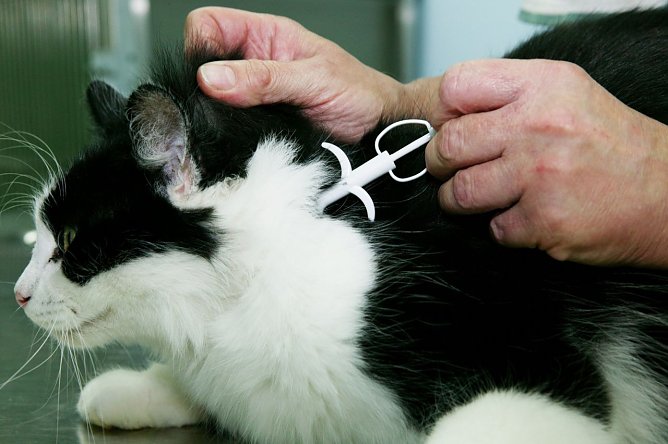 Katze wird gechipt (Foto: Volker Dornberger ) Katze wird gechipt (Foto: Volker Dornberger )