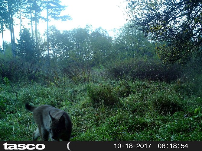 In der vergangenen Woche ist im M&uuml;hlh&auml;user Stadtwald mit einer automatischen Wildkamera ein Luchs aufgenommen worden. (Foto: Pressestelle Stadt M&uuml;hlhausen)