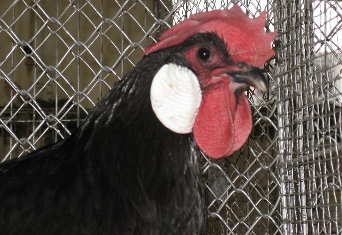 Minorka, schwarz (Foto: privat)