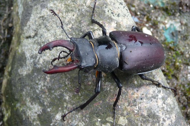 M&auml;nnlicher Hirschk&auml;fer (Foto: Beatrice Jeschke)