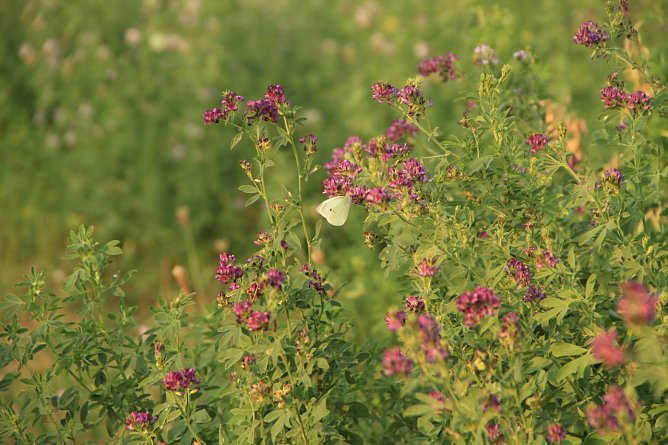 Wetterbild (Foto: Angelo Glashagel) Wetterbild (Foto: Angelo Glashagel)