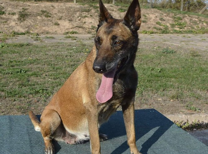 Lee, die Einsame (Foto: Tierheim Nordhausen)