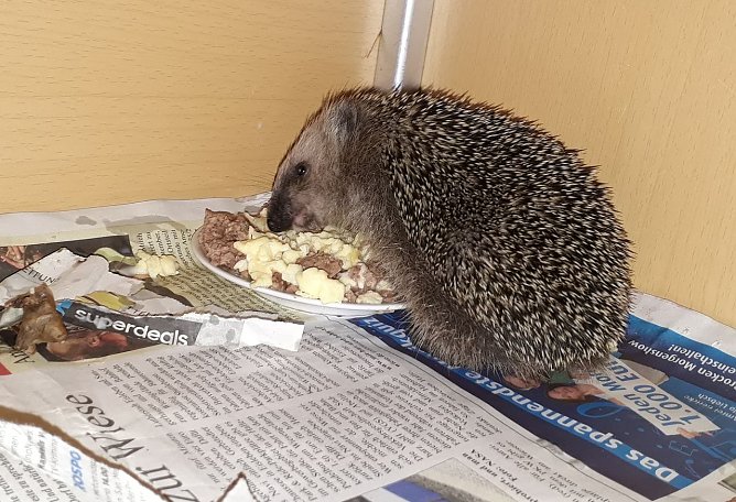 Hier f&uuml;hlen sich die Igel wohl (Foto: privat)