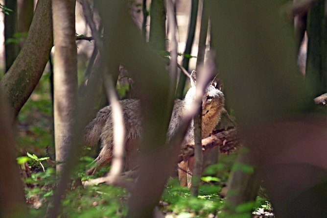 Weiblicher Jungwolf bei Ohrdruf (Foto: Steffan B&ouml;ttner)