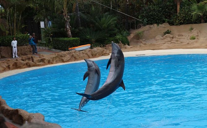 Delphine (Foto: Tierschutzbund)