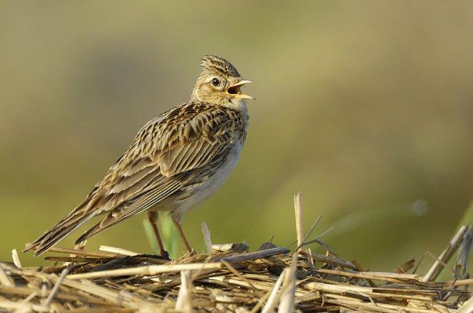 Der Bodenbrüter Feldlerche ist auch durch freilaufende Hunde gefährdet (Foto: Manfred Delpho) Der Bodenbrüter Feldlerche ist auch durch freilaufende Hunde gefährdet (Foto: Manfred Delpho)